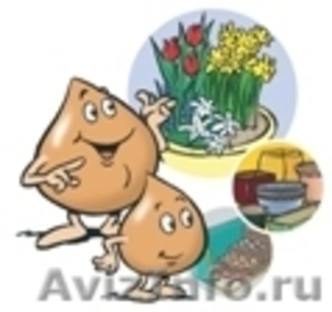 Луковицы тюльпанов Белгород - Изображение #4, Объявление #49893