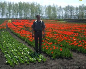 Луковицы тюльпанов Белгород - Изображение #1, Объявление #49893