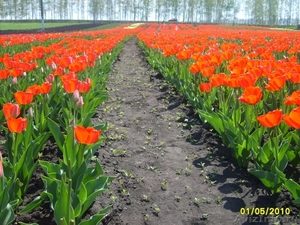 Луковицы тюльпанов Белгород - Изображение #2, Объявление #49893