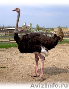Североафриканские страусы. - Изображение #1, Объявление #68506