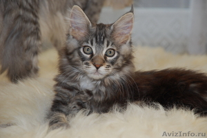 Продам котят породы Мейн кун (maine coon) из чешского питомника - Изображение #2, Объявление #62518