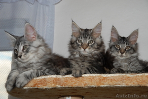 Продам котят породы Мейн кун (maine coon) из чешского питомника - Изображение #1, Объявление #62518