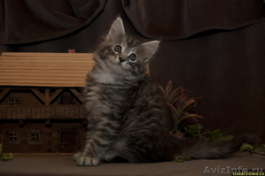 Продам котят породы Мейн кун (maine coon) из чешского питомника - Изображение #5, Объявление #62518