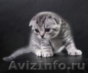 питомник шотландских кошек Цифей - Изображение #2, Объявление #163543