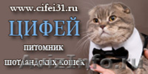 питомник шотландских кошек Цифей - Изображение #1, Объявление #163543