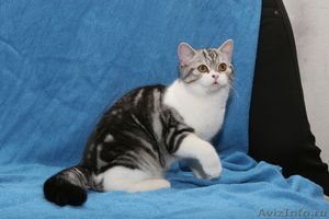 питомник шотландских кошек Цифей - Изображение #3, Объявление #163543