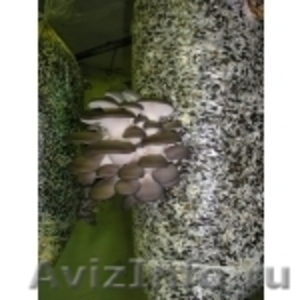 семена грибов вешенка - Изображение #1, Объявление #202901