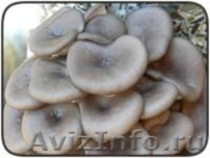 свежие грибы вешенка - Изображение #1, Объявление #215603