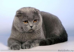Куплю вислоухого кота до 3 лет - Изображение #1, Объявление #270422