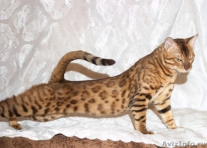 Бенгальский мини леопард, котята, вязки - Изображение #2, Объявление #322492