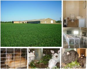 Кролиководческая ферма - Изображение #1, Объявление #61692