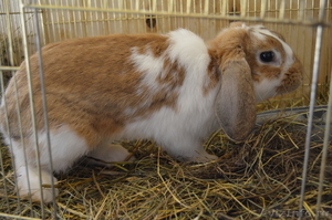 Кролики  декоративные вислоухие и карликовые - Изображение #2, Объявление #467757