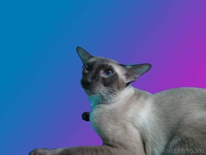 Современные сиамские котята - Изображение #2, Объявление #485621