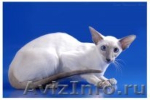 Современные сиамские котята - Изображение #4, Объявление #485621