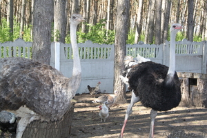 Африканские страусы - Изображение #1, Объявление #649681