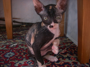 милые, умные котяточки донского сфинкса - Изображение #2, Объявление #656919