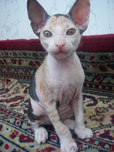 милые, умные котяточки донского сфинкса - Изображение #3, Объявление #656919