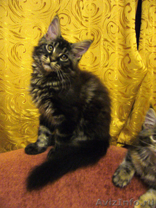 Очаровательные котята Мейн Кун - Изображение #1, Объявление #648952