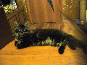 Очаровательные котята Мейн Кун - Изображение #2, Объявление #648952