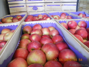 Свежие фрукты, яблоки из Сербии ! - Изображение #1, Объявление #404434