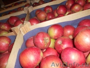 Свежие фрукты, яблоки из Сербии ! - Изображение #3, Объявление #404434
