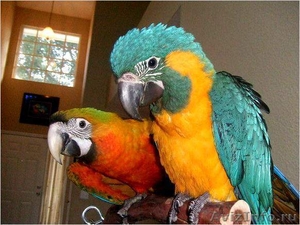 Продам попугая ара сине-желтый , птица разведена в питомнике - Изображение #1, Объявление #763231
