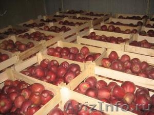 Свежие фрукты, яблоки из Сербии ! - Изображение #5, Объявление #404434