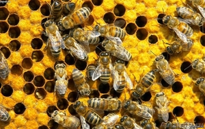 Пчелосемьи высокопроизводительные - Изображение #1, Объявление #886875