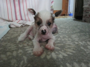 Китайские хохлатые щеночки - Изображение #5, Объявление #921550