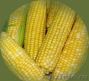 семена гибридов кукурузы  - Изображение #1, Объявление #953195