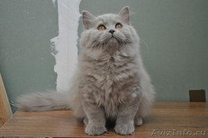 Элитные британские короткошерстные котята, от титулованных предков. - Изображение #2, Объявление #987163