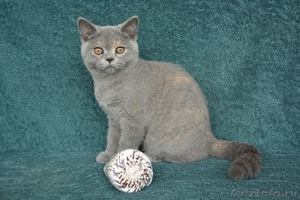 Чистокровные британские котята из питомника Wool Spirit - Изображение #3, Объявление #862517