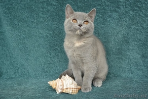Чистокровные британские котята из питомника Wool Spirit - Изображение #2, Объявление #862517