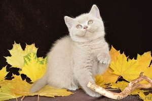Чистокровные британские котята из питомника Wool Spirit - Изображение #8, Объявление #862517
