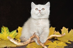 Чистокровные британские котята из питомника Wool Spirit - Изображение #6, Объявление #862517