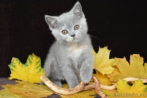 Чистокровные британские котята из питомника Wool Spirit - Изображение #7, Объявление #862517