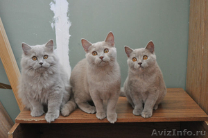 Элитные британские короткошерстные котята, от титулованных предков. - Изображение #1, Объявление #987163