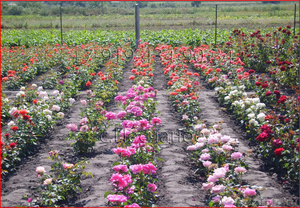 Саженцы роз от производителя с ЗКС - почтой по РФ - Изображение #2, Объявление #848871