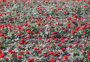 Саженцы роз от производителя с ЗКС - почтой по РФ - Изображение #3, Объявление #848871