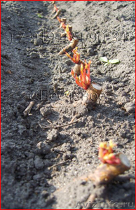Саженцы роз от производителя с ЗКС - почтой по РФ - Изображение #4, Объявление #848871