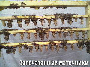 пчелиная матка Карпатской породы - Изображение #2, Объявление #1027414