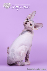 Роскошные из питомника котята породы канадский сфинкс. - Изображение #1, Объявление #1144950