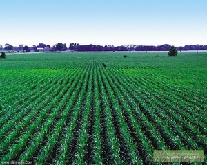 Минеральные удобрения. Гибриды семян кукурузы,подсолнечника на посев 2015 года - Изображение #1, Объявление #1187696