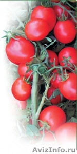 Семена Китано. Предлагаем купить  cемена томата АСВОН F1 - Изображение #1, Объявление #1214347
