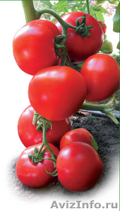 Семена Китано. Предлагаем купить семена томата  ЯДВИГА F1 - Изображение #1, Объявление #1214354