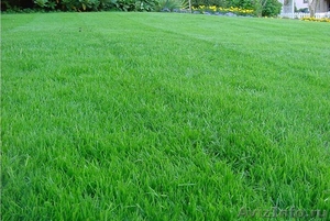 Семена газонной травы - Изображение #1, Объявление #1242818
