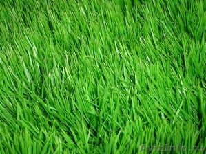 Искусственный газон - Изображение #1, Объявление #1385240
