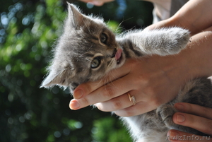 котята от кошки скоттиш-страйт отдам в хорошие руки - Изображение #3, Объявление #1477824