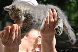 котята от кошки скоттиш-страйт отдам в хорошие руки - Изображение #4, Объявление #1477824