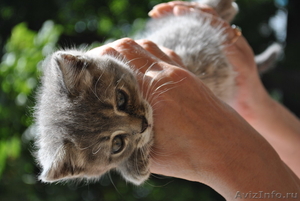 котята от кошки скоттиш-страйт отдам в хорошие руки - Изображение #5, Объявление #1477824
